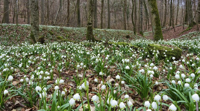 Forest floor covered in white spring flowers