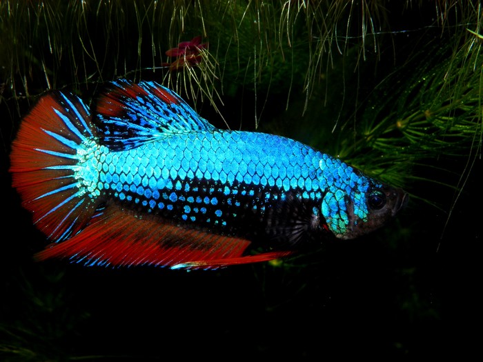 Close-up of a Betta splendens fish