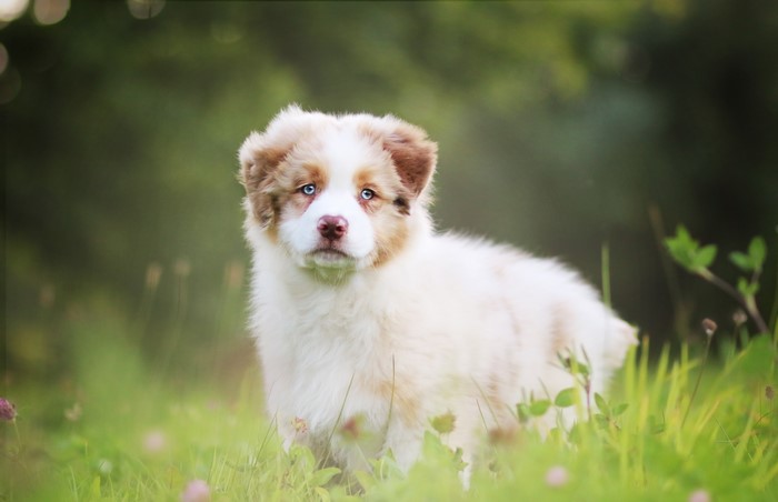 Cute Australian Shepherd Puppy in Grass