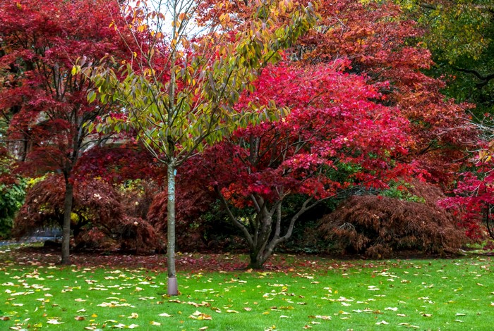 Swansea Botanic Gardens in Vibrant Autumn Colors