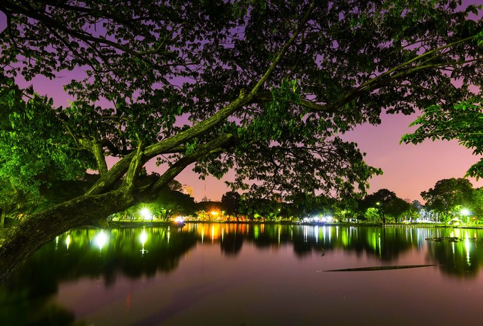 Park lake at night with illuminated trees and branches