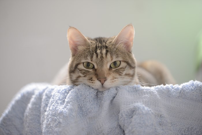 Cat glancing over a towel