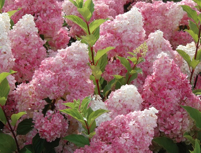 Pink and white Hydrangea flowers