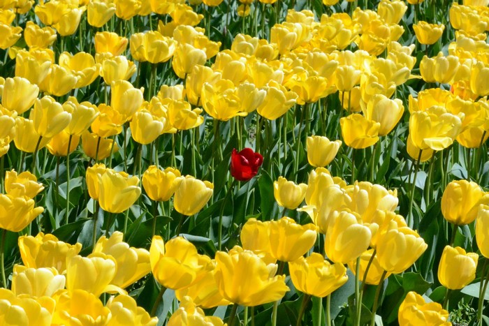 Field of yellow tulips with one red tulip