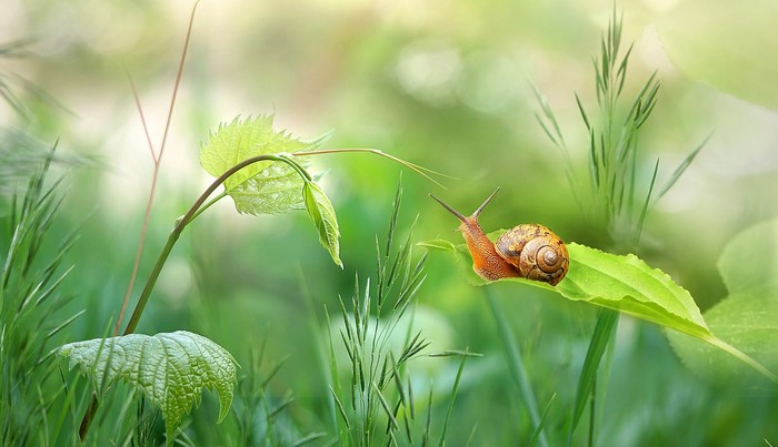Snail on a green leaf in grass