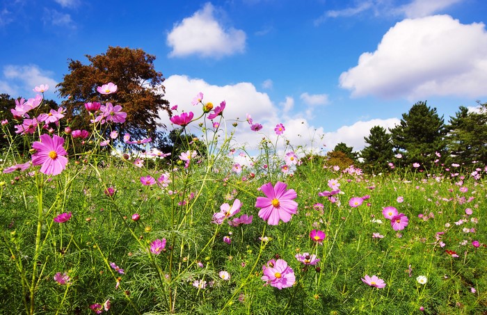 Field of pink cosmos flowers under a blue sky