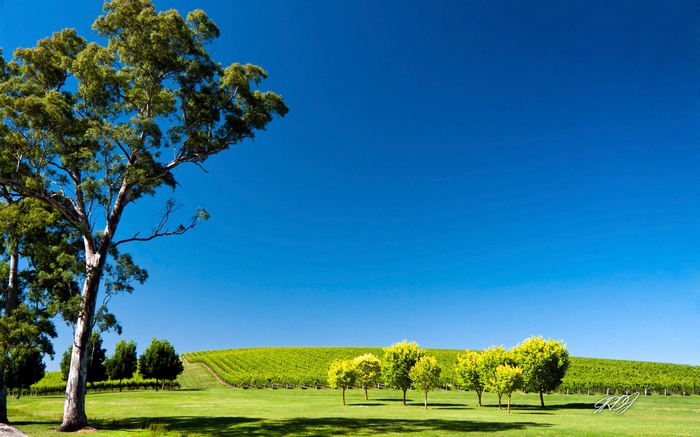 Vineyard landscape with large tree and blue sky