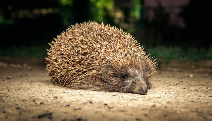 Hedgehog on a dirt path