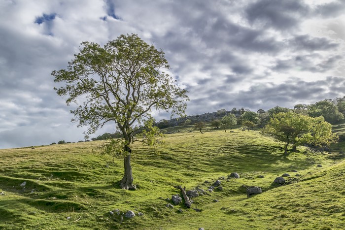 Grasslands with trees and clouds in Yorkshire, United Kingdom