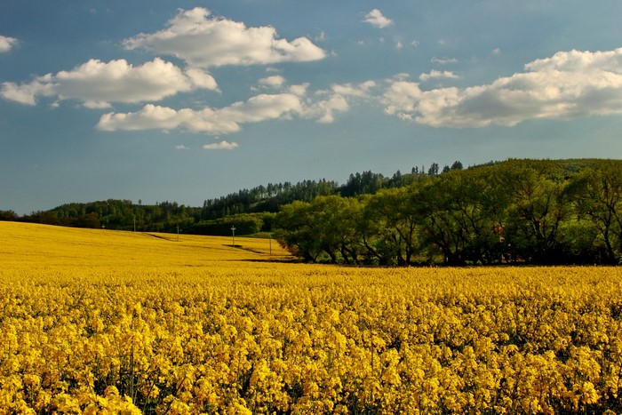 Field of yellow rapeseed flowers under a cloudy sky