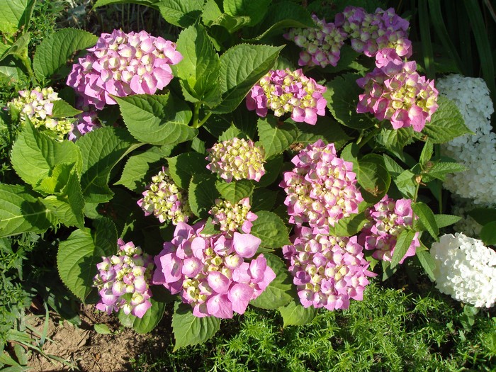 Pink and white hydrangeas with green foliage
