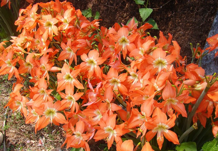 A cluster of bright orange lilies in bloom