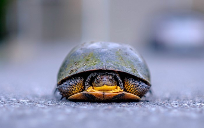 Turtle peeking out from its shell on the ground