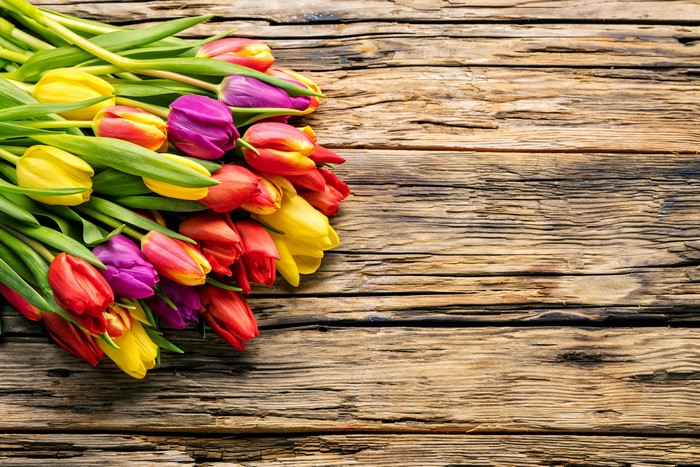 Multicolor Tulips on Wood Planks