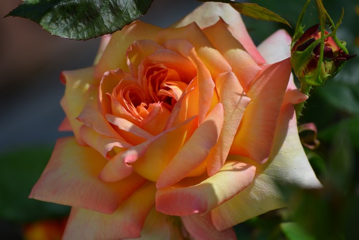 Closeup of a peach and yellow rose