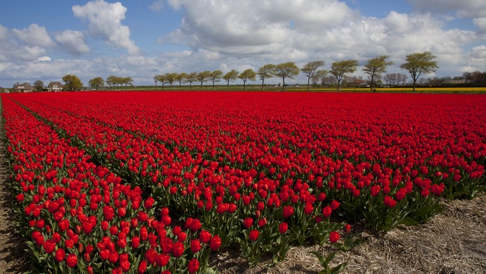 Field of Red Tulips in the Netherlands