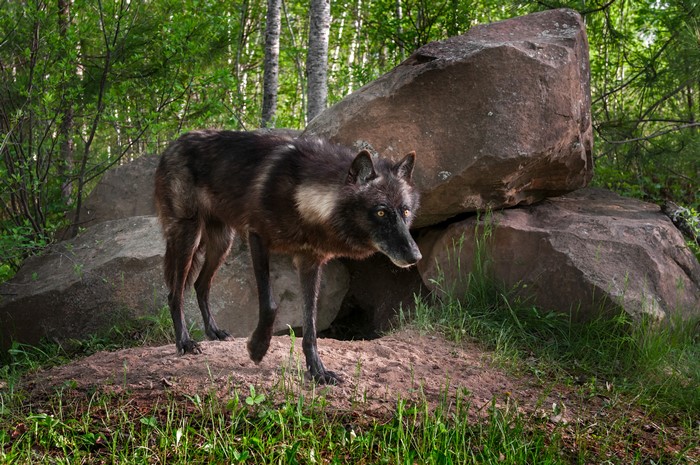 Black wolf standing near large rocks in a forest