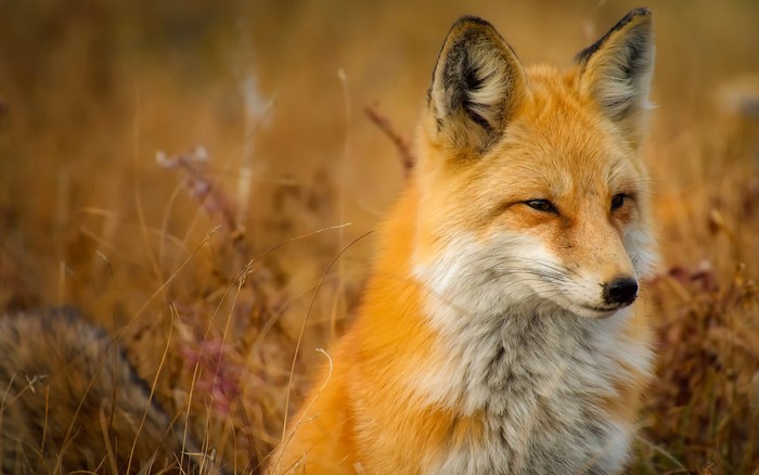 Red fox sitting in dry grass