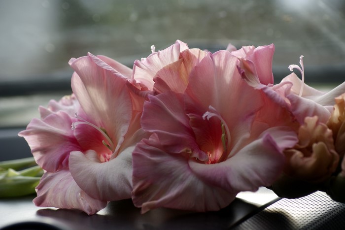 Close-up of pink gladiolus flowers