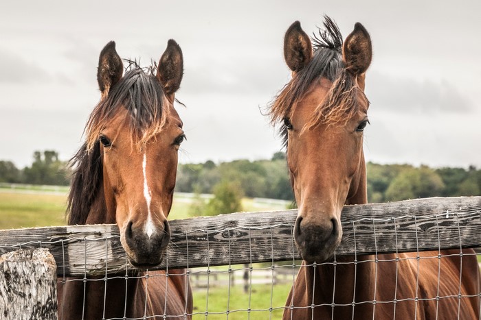 Two horses looking over a fence