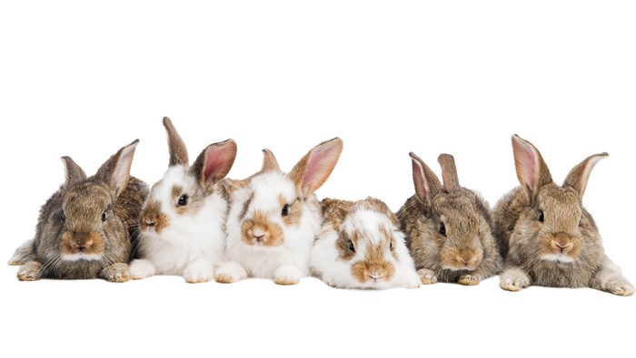 Six baby rabbits on a white background
