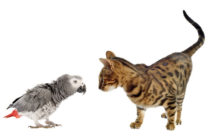 African Grey Parrot and Bengal Cat on White Background