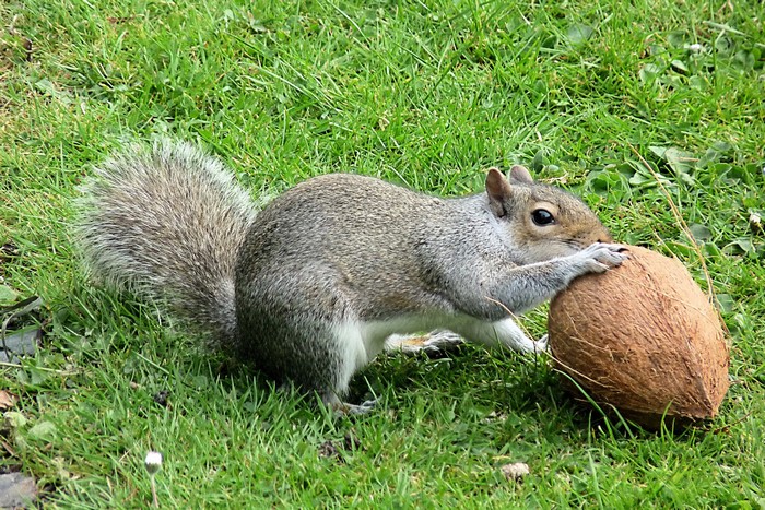 Squirrel with a coconut on grass
