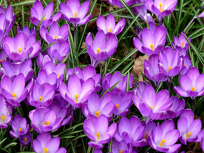Purple crocuses blooming in green grass