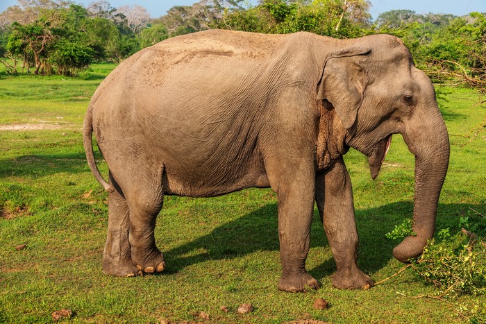 Elephant in a grassy field