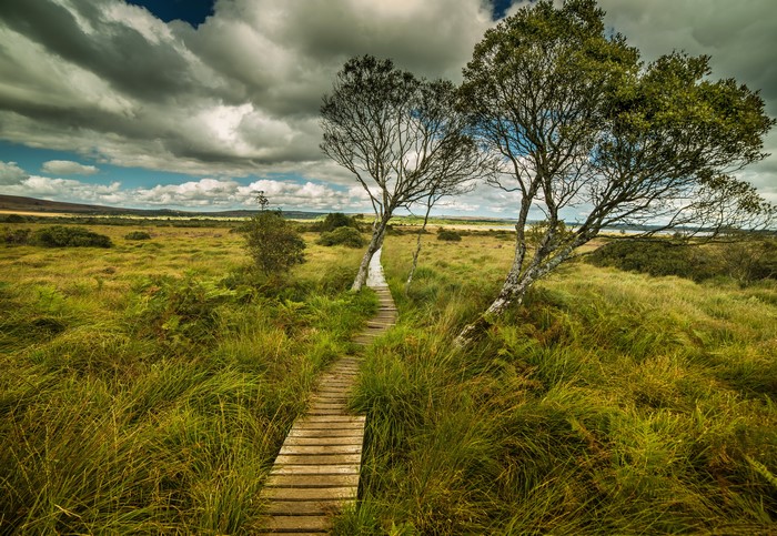 Wooden trail through grasslands with trees and clouds in Brittany