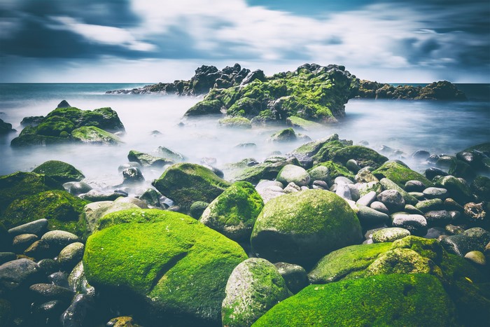 Mossy rocks on a misty coastline