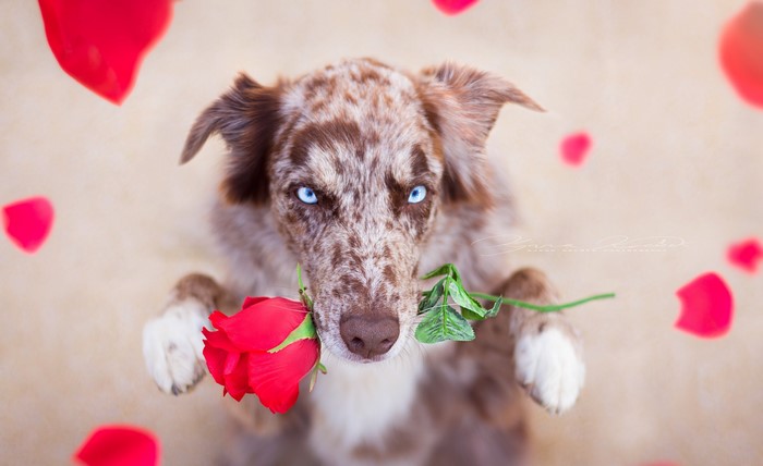 A dog with blue eyes holds a red rose