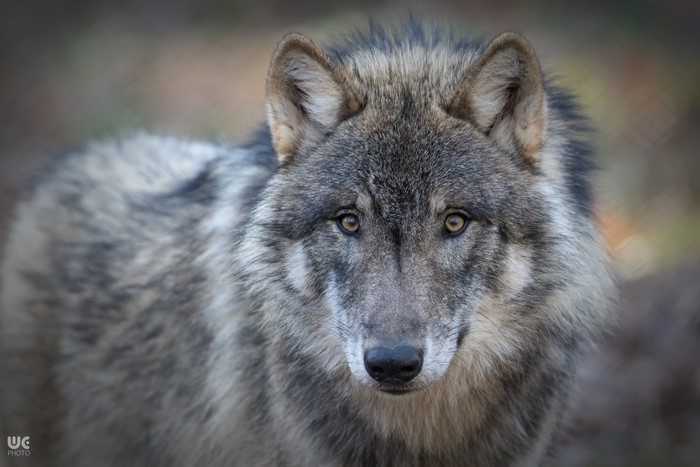 Wolf looking forward