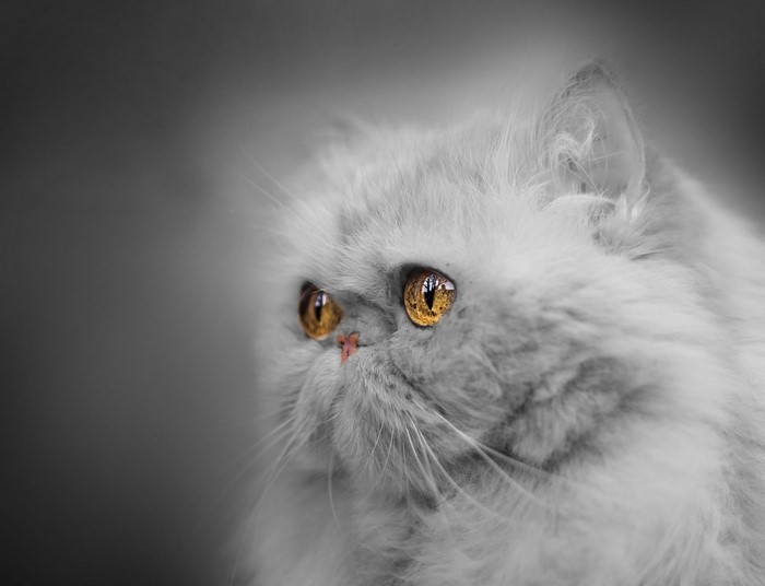 Fluffy Persian Cat with Golden Eyes
