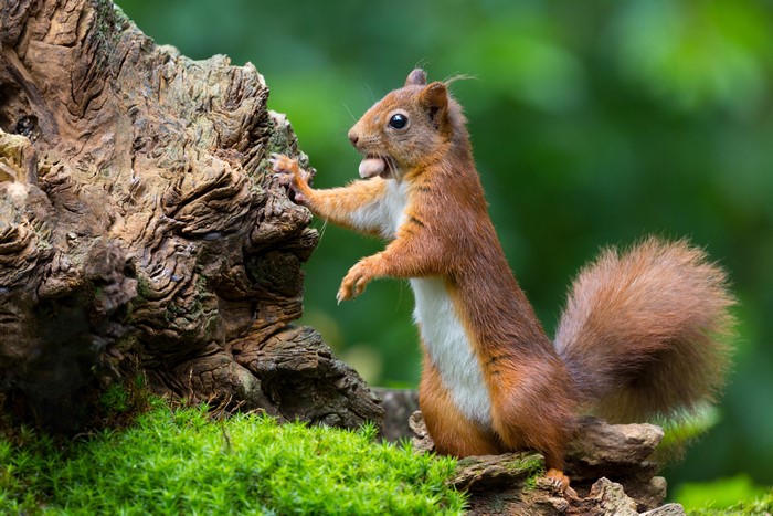 Red Squirrel with Nut on Tree Bark