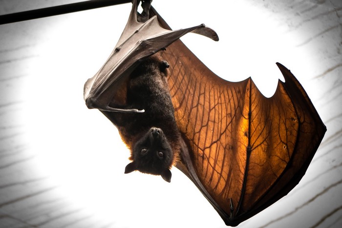 Bat hanging upside down with wings spread