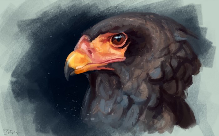 Painting of a Bateleur Eagle's Head