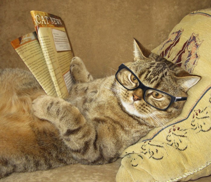 Cat wearing glasses reading a magazine