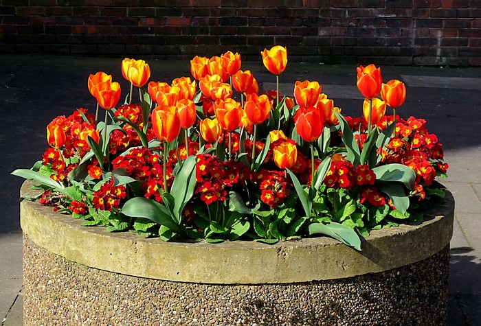 Orange and yellow tulips with red primroses in a planter