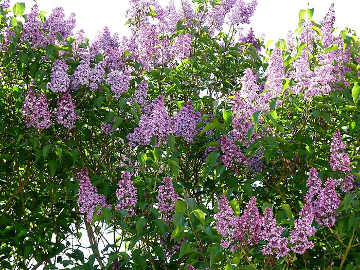 Purple Lilac Bush with Green Leaves