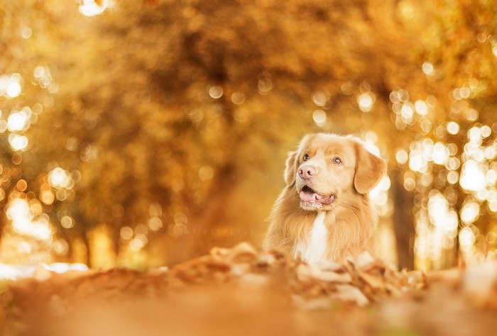 Golden Retriever dog in autumn leaves