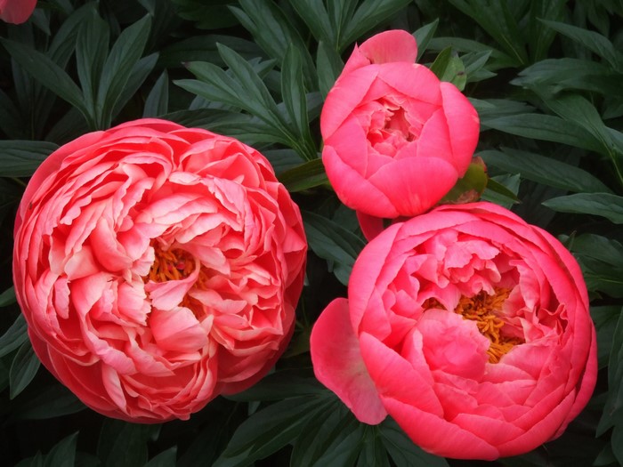 Three pink peonies with dark green leaves