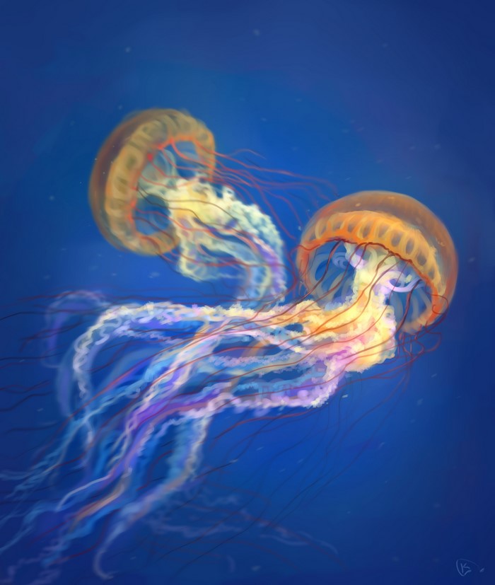 Two glowing jellyfish in blue water