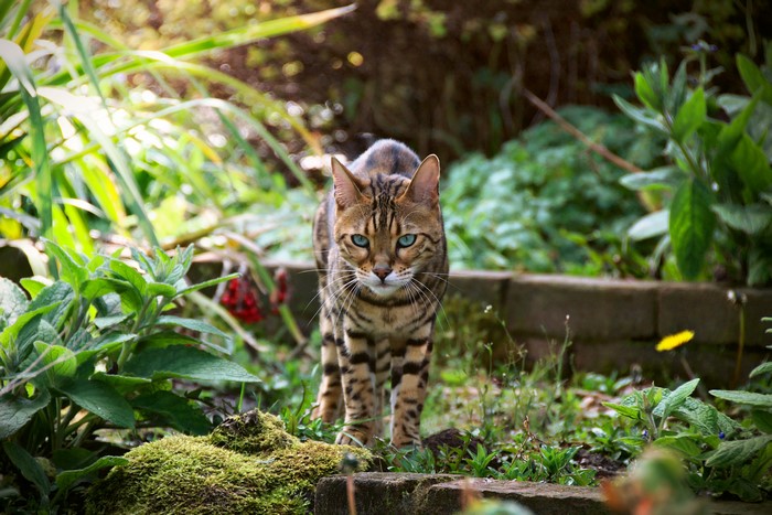 Bengal cat with blue eyes in a garden