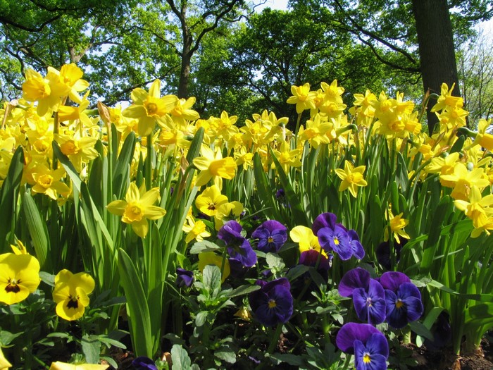 Field of yellow daffodils and purple pansies