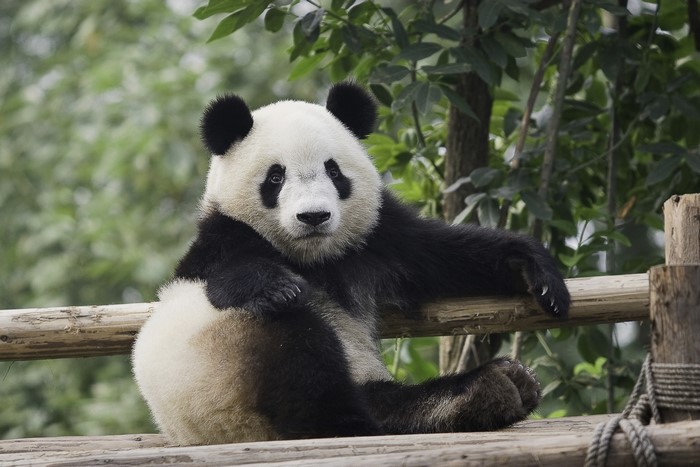 Panda sitting on a wooden platform