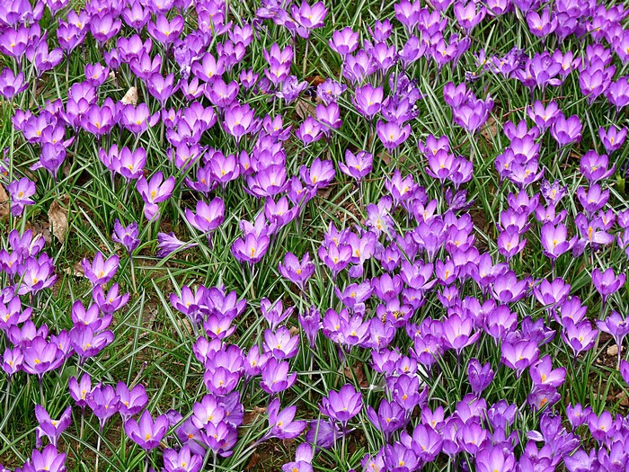 Field of purple crocuses with green grass