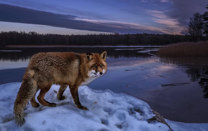 Fox in Winter Evening by a Frozen Lake