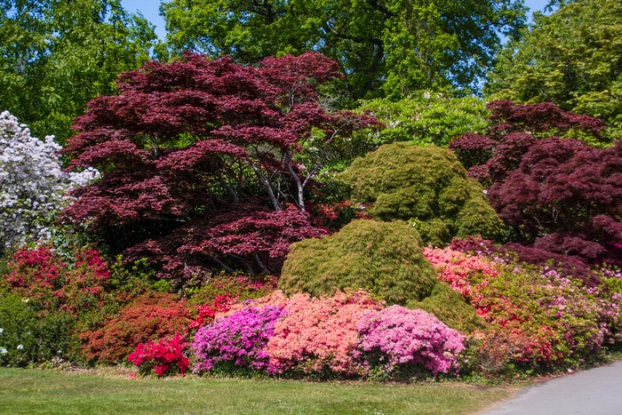 Exbury Gardens England shrubs and trees