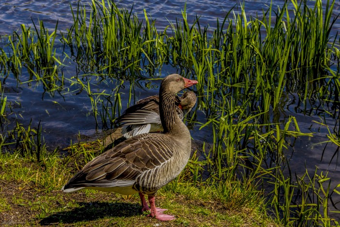 Two Geese by the Water with Tall Grass
